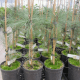 Ensemble de Plants Truffiers Melanosporum - 8 m²