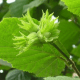 Noisetier commun uncinatum (Corylus avellana)