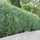 Cyprès de l'Arizona (Cupressus Arizonica)