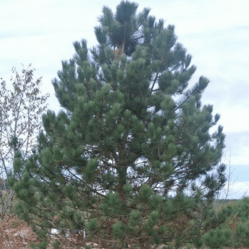 Pin laricio de Calabre (Pinus Nigra Calabrica )