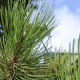 Pin sylvestre (Pinus Sylvestris)