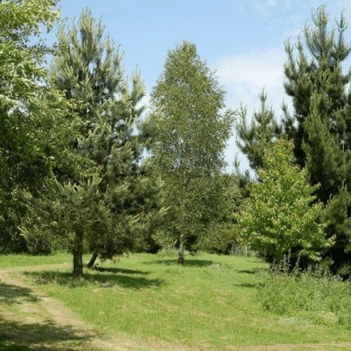 Pin de monterey (Pinus radiata)