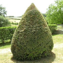  If commun (Taxus baccata)