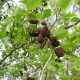 Aulne à feuilles en coeur (Alnus Cordata)