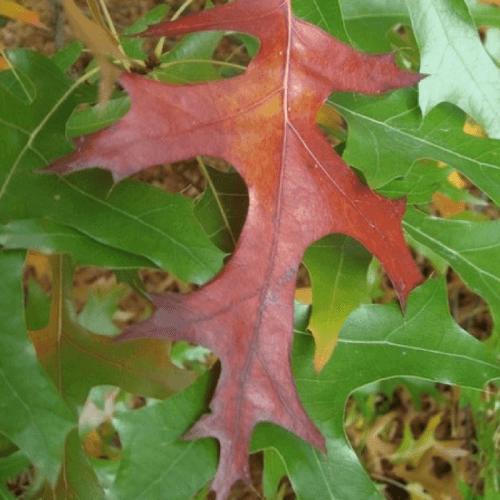 Chêne écarlate (Quercus Coccinea)