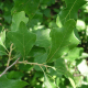 Chêne de Banister (Quercus Illicifolia)
