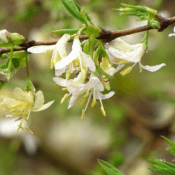 Chèvrefeuille odorant persistant (Lonicera fragrantissima)