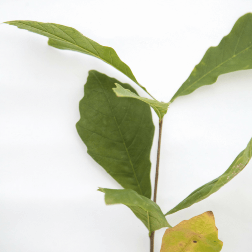 Chêne bicolore (Quercus Bicolor)