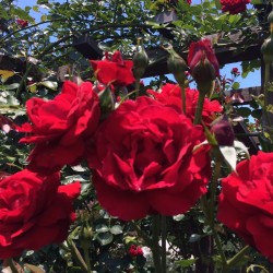 Rosier Ena Harkness - Rose Rouge - Grandes Fleurs