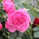 Rosier Kimono - Rose Pâle - Fleurs Groupées