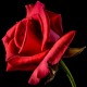 Rosier Grand Huit - Rose Rouge - Grandes Fleurs - Rosier Grimpant