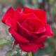 Rosier Grand Huit - Rose Rouge - Grandes Fleurs - Rosier Grimpant
