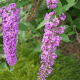 Arbre à Papillons - Buddleia Davidii Nanho Purple
