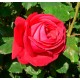 Rosier Anastasia - Rose Blanche Crème Au Coeur Jaune - Grandes Fleurs