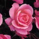 Rosier Queen elizabeth - Rose - Grandes Fleurs