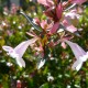 Collection 5 Arbustes Fleuris - Abelia (Abelia Grandiflora)