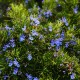 Collection 3 Plantes Aromatiques - Romarin (Rosmarinus Officinalis)