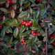 Collection 4 Arbustes à Fruits pour Oiseaux - Cotoneaster franchetti (Cotoneaster franchetti)