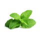 Box Aromatique Vivace - Menthe Verte (Mentha spicata)