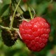 Framboisier rouge ”Malling Promise” (Rubus Idaeus ”Malling Promise”)