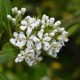 Escallonia blanc (Escallonia iveyi)