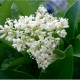 Troène du Japon (Ligustrum Japonicum)