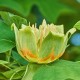Tulipier de Virginie (Liriodendron Tulipifera)