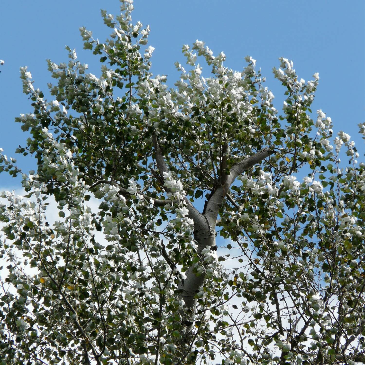 Plante peuplier blanc Populus alba
