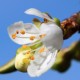 Prunier domestique (Prunus Domestica)