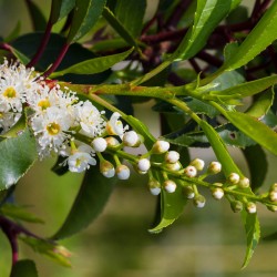 Laurier du Portugal (Prunus Lusitanica)