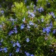 Romarin -  Port semi-prostré - Bleu soutenu (Rosmarinus Officinalis 'Corsican Blue')
