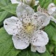 Ronce des bois (Rubus Fruticosus)