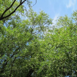 Saule blanc (Salix Alba)