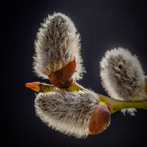 Saule marsault (Salix Caprea)