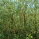 Saule argenté (rampant) (Salix Repens)