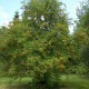 Sorbier des oiseleurs (Sorbus aucuparia)