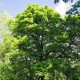 Alisier torminal (Sorbus Torminalis)