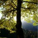 Erable sycomore (Acer Pseudoplatanus)