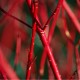 Cornouiller à bois rouge et revers feuille bleutée (Cornus Alba 'Sibirica')