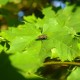 Erable argenté (Acer Saccharinum)