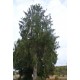 Epicea de Serbie (Picea omorika)