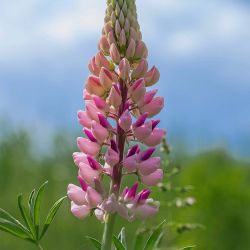 Lupin 'The Chatelaine' (Lupinus 'The Chatelaine')