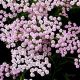 Achillée Millefeuille 'Lilac Beauty' (Achillea Millefolium)