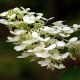 Collection 3 Hortensias (Hydrangea Paniculata)