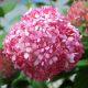 Hortensia 'Magical® Pinkerbell' (Hydrangea Arborescens 'Magical® Pinkerbell')