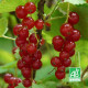 Groseillier à Grappes Rouges 'Rovada' (Ribes Rubrum 'Rovada')