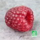 Framboisier 'Tulameen' (Rubus Idaeus 'Tulameen')