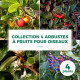 Collection 4 Arbustes à Fruits pour Oiseaux