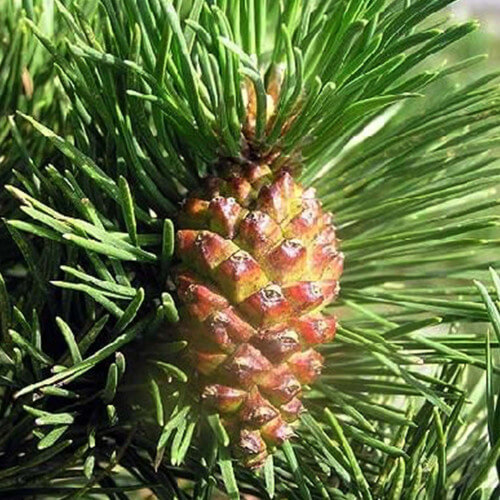 Pin à crochets (Pinus Uncinata)