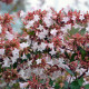 Abelia (Abelia Grandiflora)